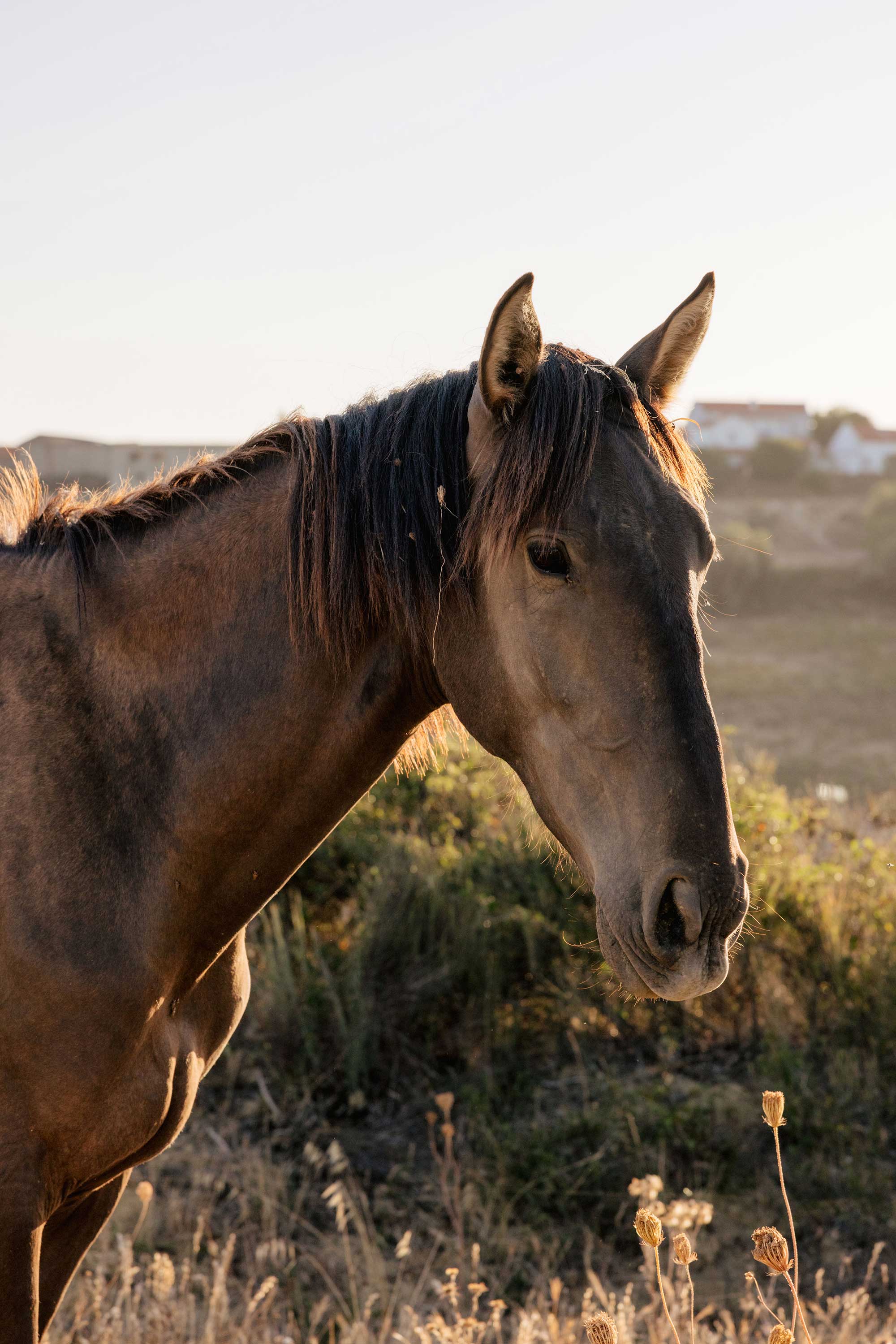Lusitano horse 2